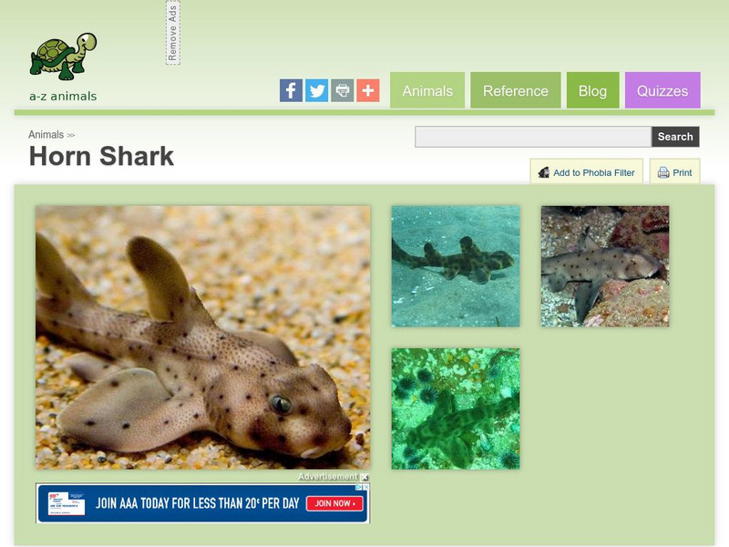 A Z Animals: Animal Facts: Horn Shark (Heterodontus Francisci) Handout