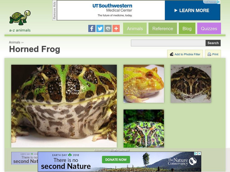 A Z Animals: Animal Facts: Horned Frog (Ceratophrys Ornata) Handout
