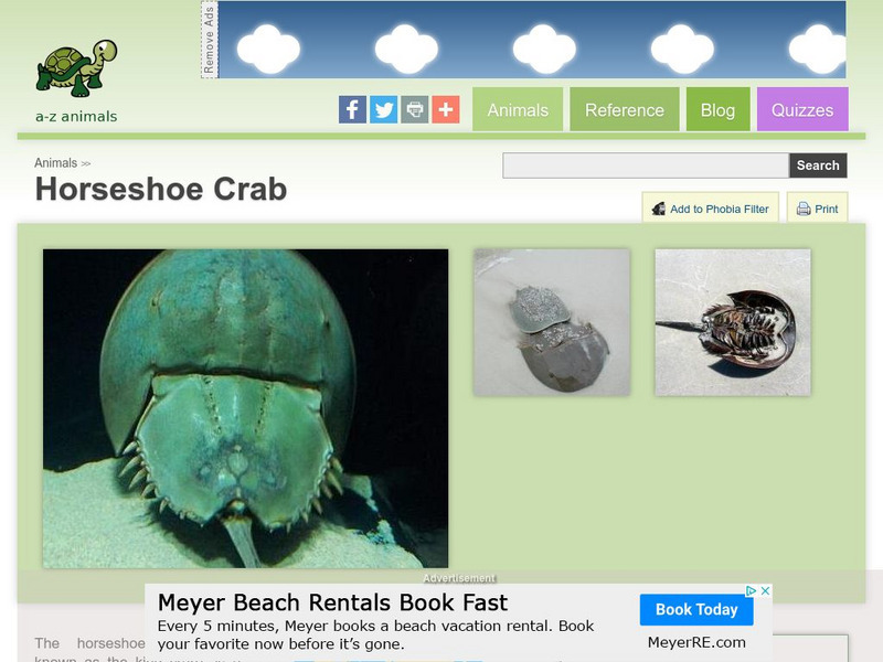 A Z Animals: Animal Facts: Horseshoe Crab (Limulidae) Handout