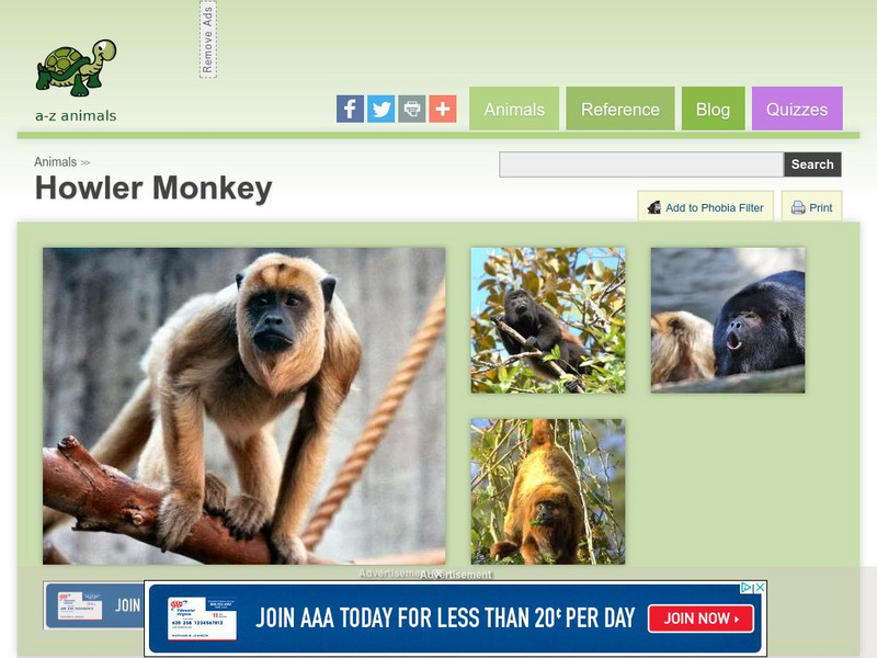 A Z Animals: Animal Facts: Howler Monkey (Alouatta) Handout A Z Animals: Animal Facts: Howler Monkey (Alouatta) Handout