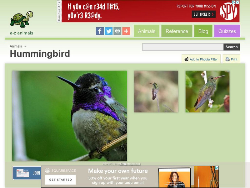 A Z Animals: Animal Facts: Hummingbird (Trochilidae) Handout