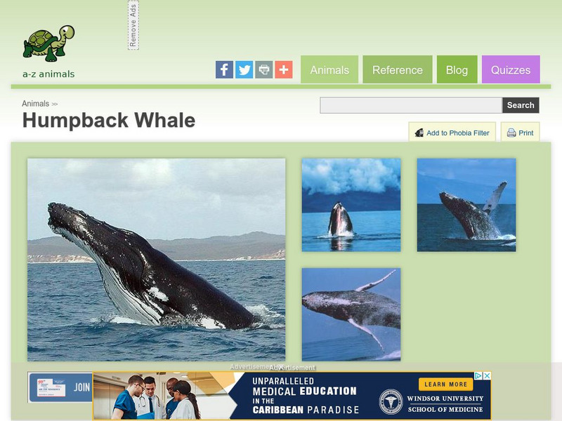 A Z Animals: Animal Facts: Humpback Whale (Megaptera Novaeangliae) Handout A Z Animals: Animal Facts: Humpback Whale (Megaptera Novaeangliae) Handout