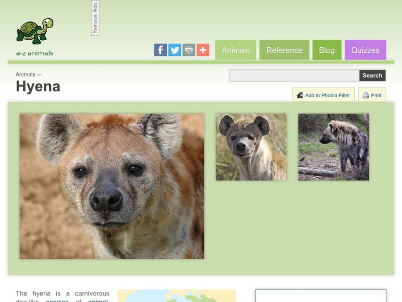 A Z Animals: Animal Facts: Hyena (Crocuta Crocuta) Handout