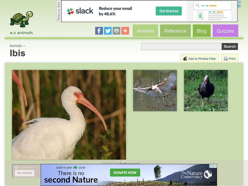 A Z Animals: Animal Facts: Ibis (Threskiornithidae) Handout A Z Animals: Animal Facts: Ibis (Threskiornithidae) Handout