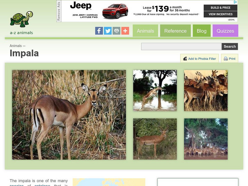 A Z Animals: Animal Facts: Impala (Aepyceros Melampus) Handout A Z Animals: Animal Facts: Impala (Aepyceros Melampus) Handout