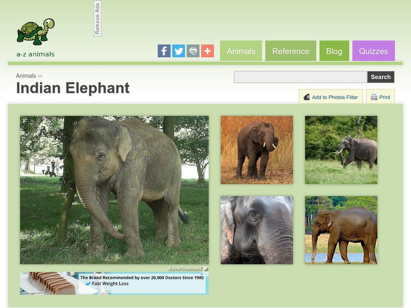 A Z Animals: Animal Facts: Indian Elephant (Elephas Maximus Indicus) Handout