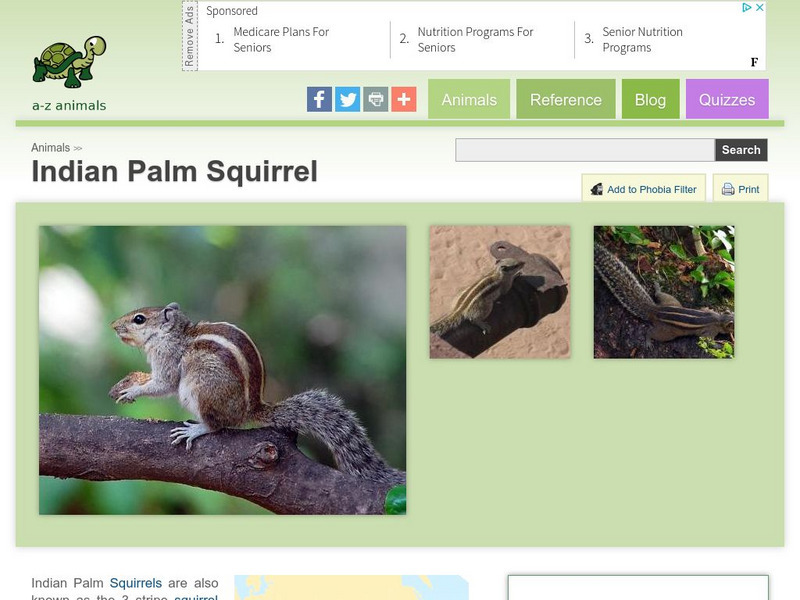 A Z Animals: Animal Facts: Indian Palm Squirrel (Funambulus Palmarum) Handout