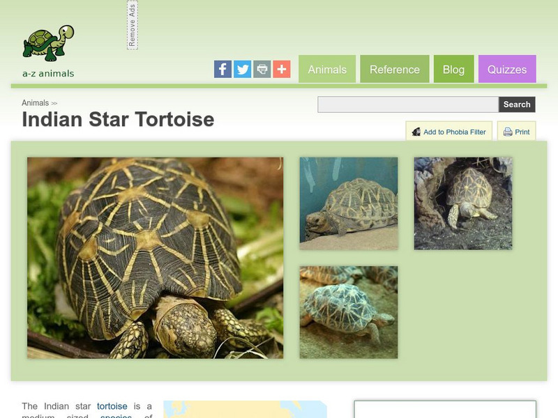 A Z Animals: Animal Facts: Indian Star Tortoise (Geochelone Elegans) Handout