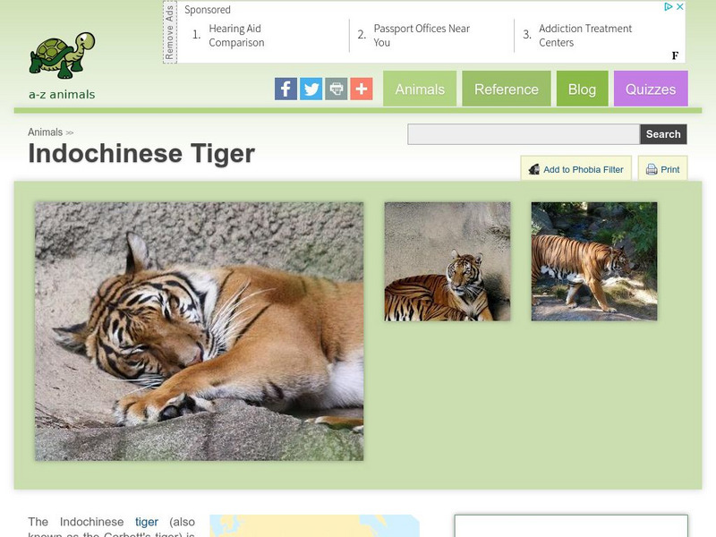 A Z Animals: Animal Facts: Indochinese Tiger (Panthera Tigris Corbetti) Handout A Z Animals: Animal Facts: Indochinese Tiger (Panthera Tigris Corbetti) Handout