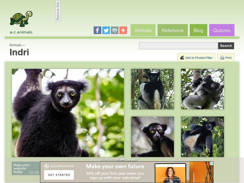 A Z Animals: Animal Facts: Indri (Indri Indri) Handout A Z Animals: Animal Facts: Indri (Indri Indri) Handout