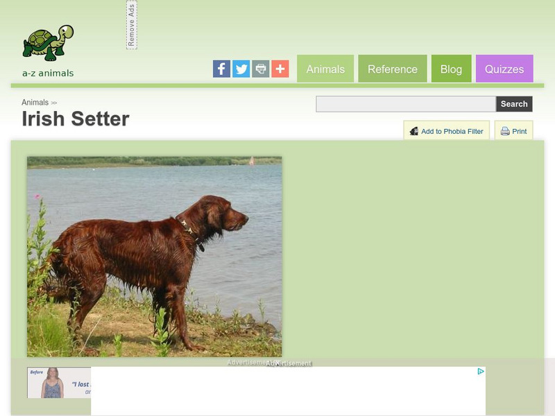 A Z Animals: Animal Facts: Irish Setter Handout