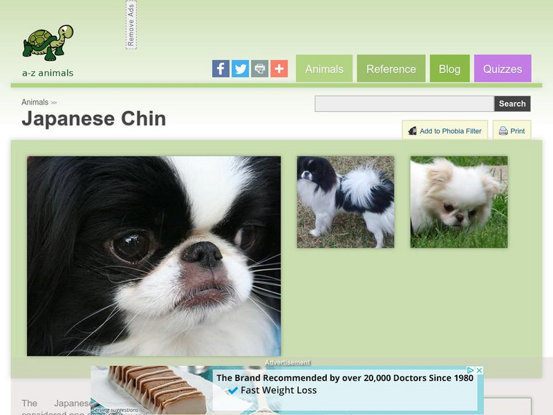 A Z Animals: Animal Facts: Japanese Chin Handout