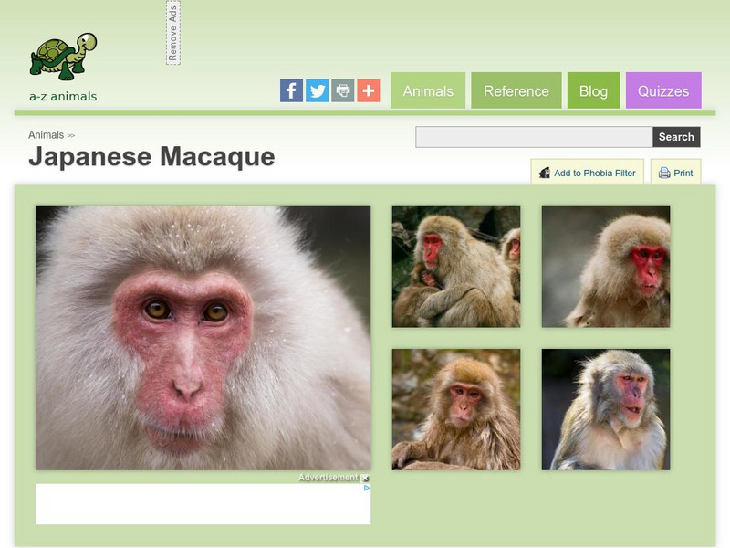 A Z Animals: Animal Facts: Japanese Macaque (Macaca Fuscata) Handout