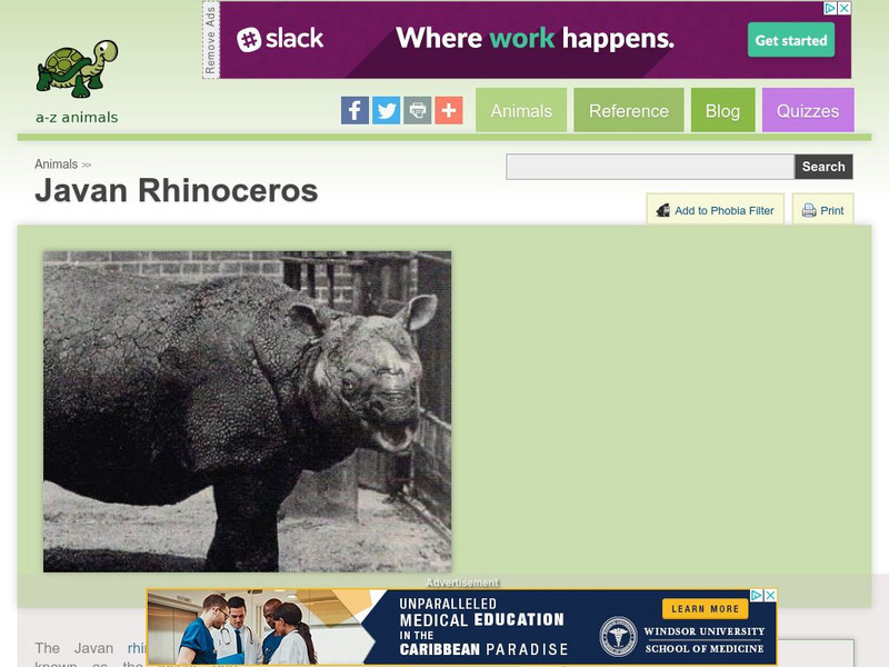 A Z Animals: Animal Facts: Javan Rhinoceros (Rhinoceros Sondaicus) Handout