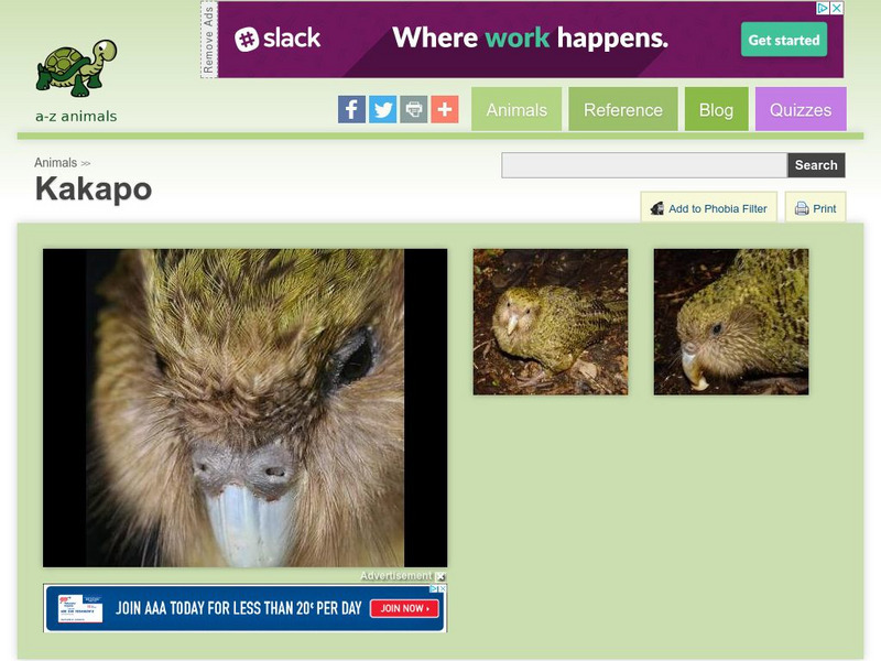 A Z Animals: Animal Facts: Kakapo (Strigops Habroptilus) Handout