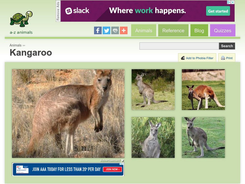 A Z Animals: Animal Facts: Kangaroo (Macropus Giganteus) Handout