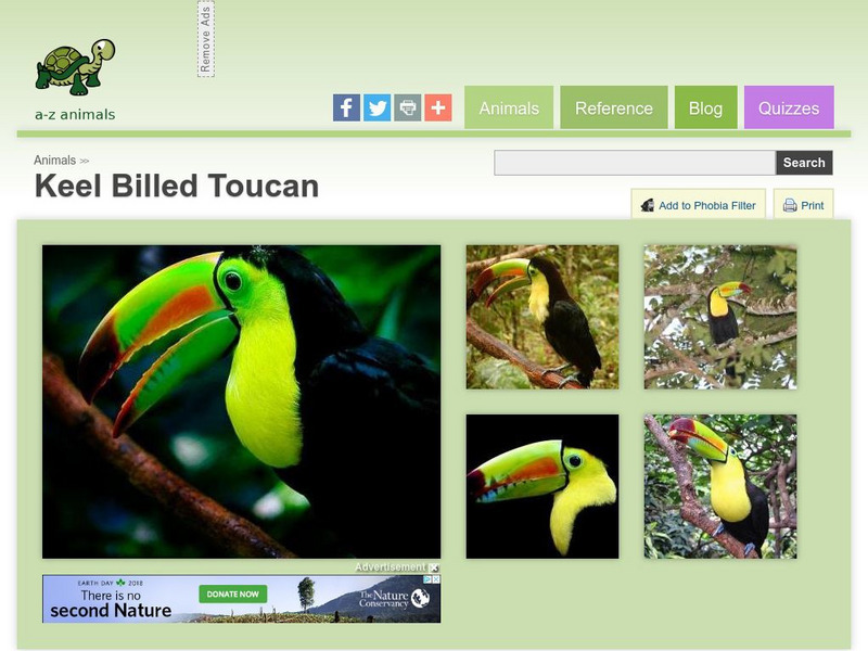 A Z Animals: Animal Facts: Keel Billed Toucan (Ramphastos Sulfuratus) Handout A Z Animals: Animal Facts: Keel Billed Toucan (Ramphastos Sulfuratus) Handout