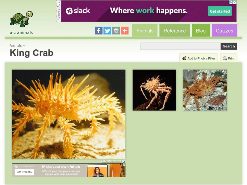A Z Animals: Animal Facts: King Crab (Lopholithodes Mandtii) Handout