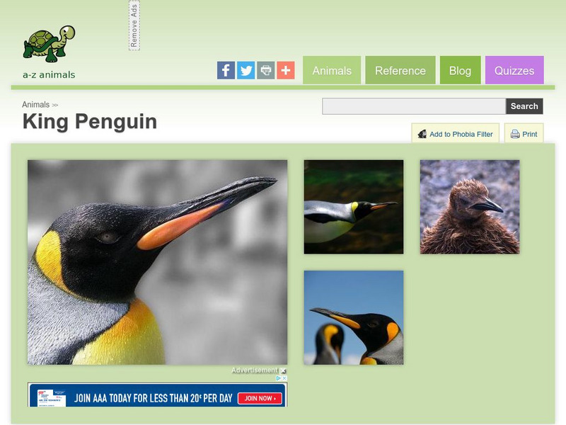 A Z Animals: Animal Facts: King Penguin (Aptenodytes Patagonicus) Handout