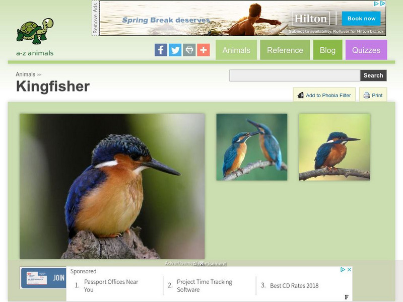 A Z Animals: Animal Facts: Kingfisher (Coraciiformes) Handout