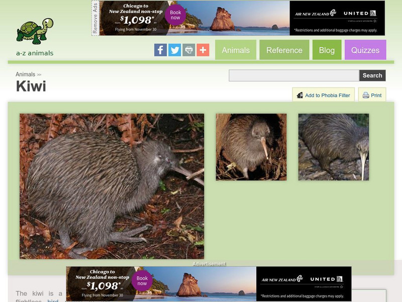 A Z Animals: Animal Facts: Kiwi (Actinidia Deliciosa) Handout