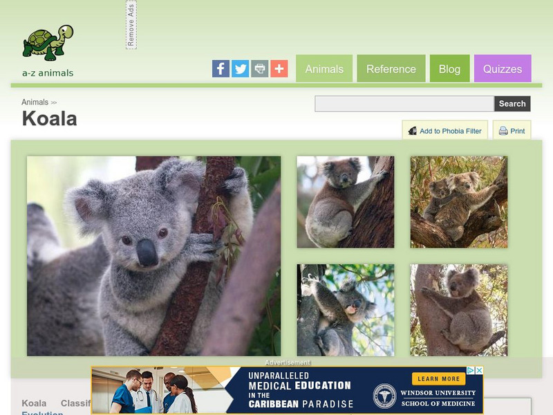 A Z Animals: Animal Facts: Koala (Phascolarctos Cinereus) Handout