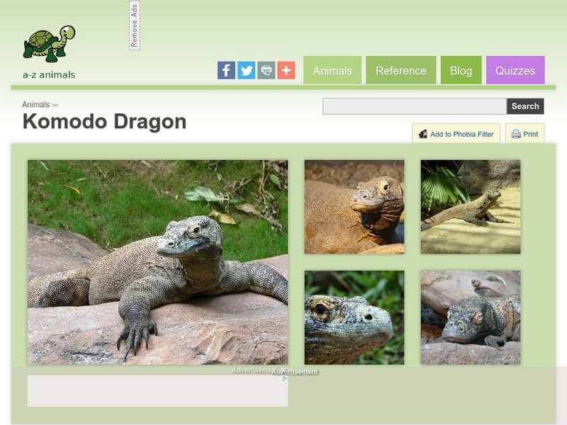 A Z Animals: Animal Facts: Komodo Dragon (Varanus Komodoensis) Handout