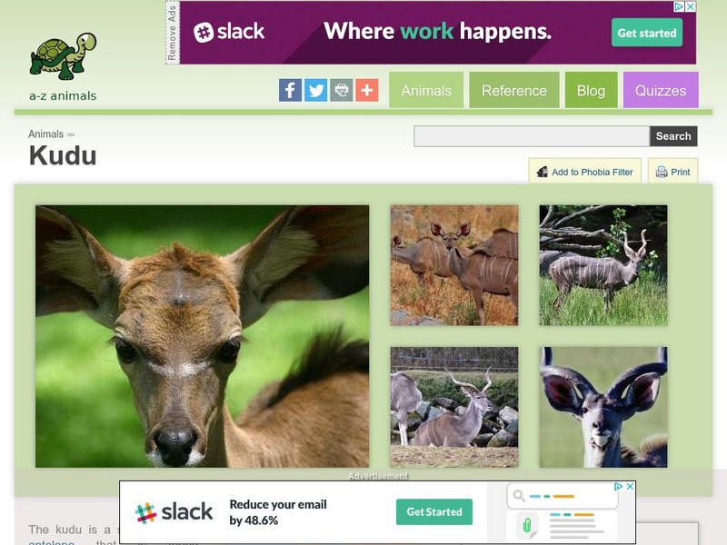 A Z Animals: Animal Facts: Kudu (Tragelaphus Strepsiceros) Handout A Z Animals: Animal Facts: Kudu (Tragelaphus Strepsiceros) Handout