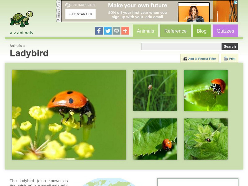 A Z Animals: Animal Facts: Ladybird (Coccinellidae) Handout