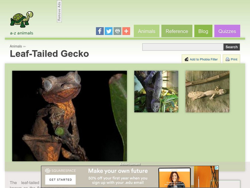 A Z Animals: Animal Facts: Leaf Tailed Gecko (Uroplatus) Handout
