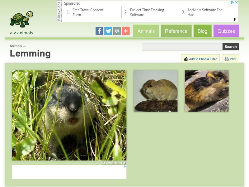 A Z Animals: Animal Facts: Lemming (Lemmus Lemmus) Handout