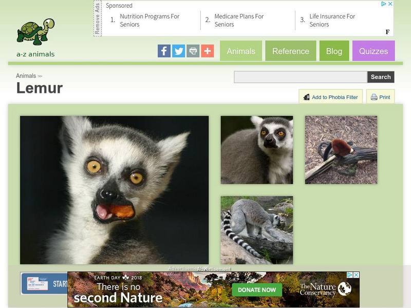 A Z Animals: Animal Facts: Lemur (Lemur Catta) Handout A Z Animals: Animal Facts: Lemur (Lemur Catta) Handout