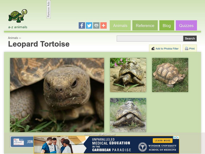 A Z Animals: Animal Facts: Leopard Tortoise (Geochelone Pardalis) Handout A Z Animals: Animal Facts: Leopard Tortoise (Geochelone Pardalis) Handout