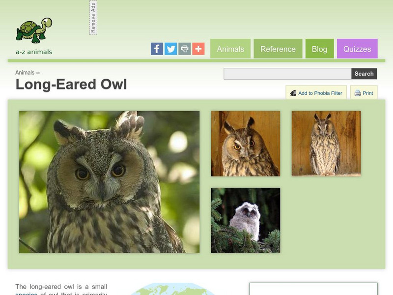 A Z Animals: Animal Facts: Long Eared Owl (Casuarius) Handout A Z Animals: Animal Facts: Long Eared Owl (Casuarius) Handout