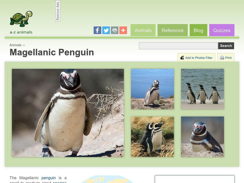 A Z Animals: Animal Facts: Magellanic Penguin (Spheniscus Magellanicus) Handout