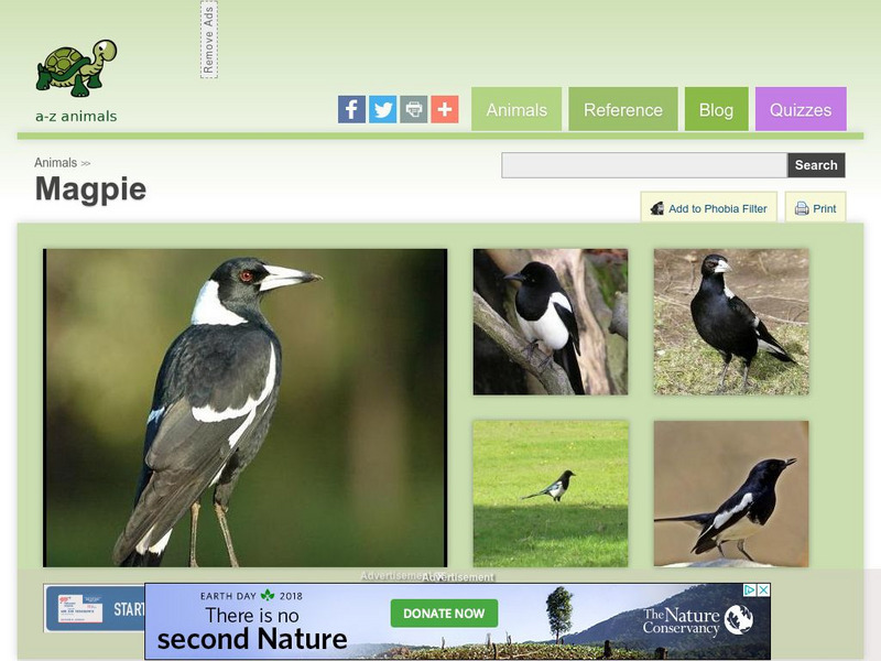 A Z Animals: Animal Facts: Magpie (Pica Pica) Handout