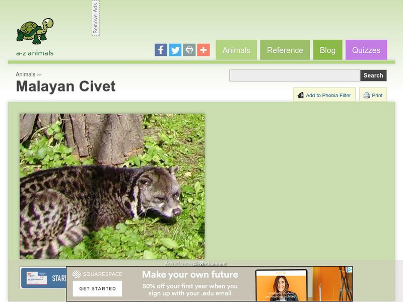 A Z Animals: Animal Facts: Malayan Civet (Viverra Tangalunga) Handout
