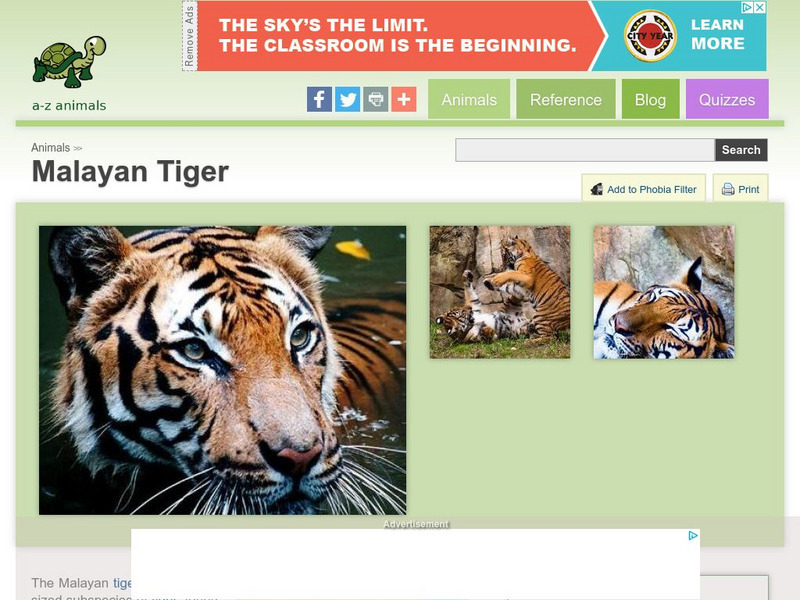 A Z Animals: Animal Facts: Malayan Tiger (Panthera Tigris Jacksoni) Handout A Z Animals: Animal Facts: Malayan Tiger (Panthera Tigris Jacksoni) Handout