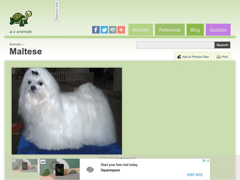 A Z Animals: Animal Facts: Maltese Handout A Z Animals: Animal Facts: Maltese Handout