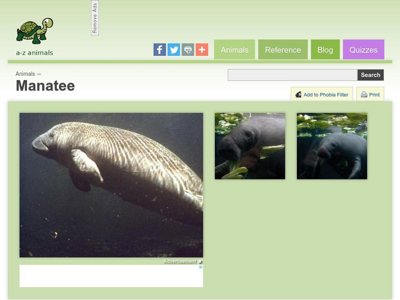 A Z Animals: Animal Facts: Manatee (Trichechus Manatu) Handout