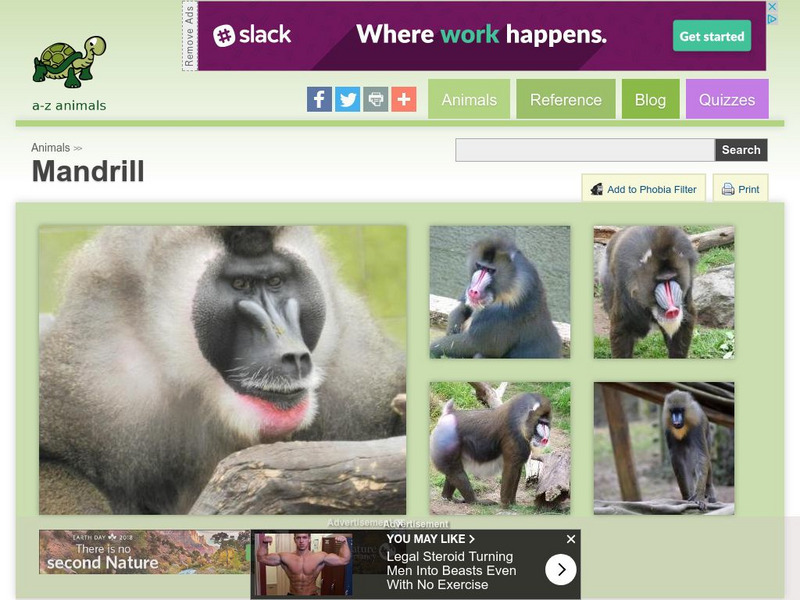 A Z Animals: Animal Facts: Mandrill (Mandrillus Sphinx) Handout A Z Animals: Animal Facts: Mandrill (Mandrillus Sphinx) Handout