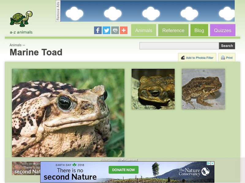 A Z Animals: Animal Facts: Marine Toad (Bufo Marinus) Handout A Z Animals: Animal Facts: Marine Toad (Bufo Marinus) Handout
