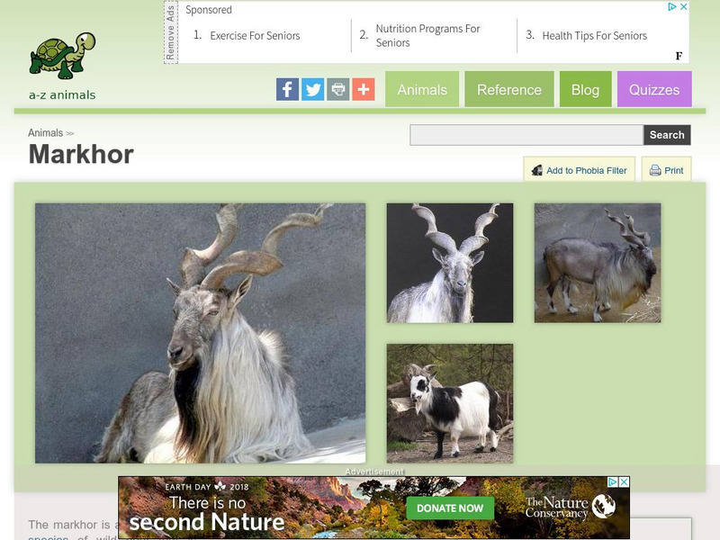 A Z Animals: Animal Facts: Markhor (Capra Falconeri) Handout