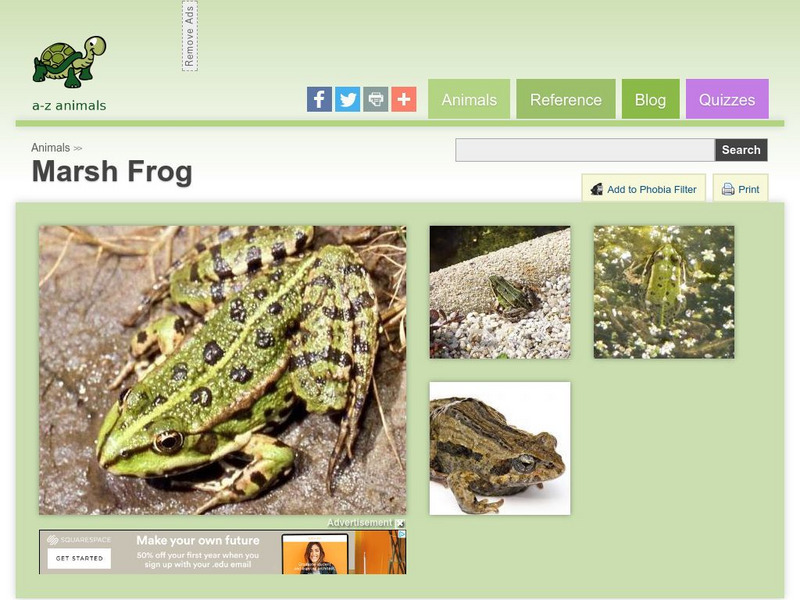 A Z Animals: Animal Facts: Marsh Frog (Pelophylax Ridibundus) Handout