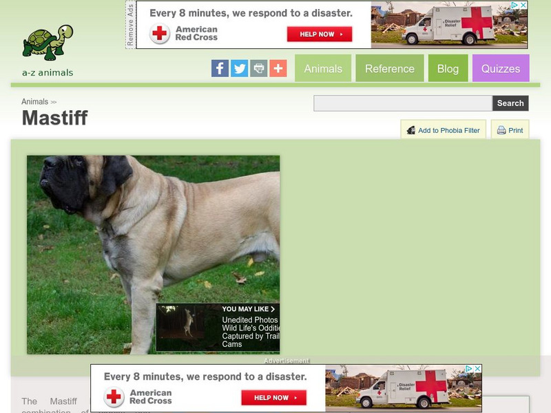 A Z Animals: Animal Facts: Mastiff Handout A Z Animals: Animal Facts: Mastiff Handout