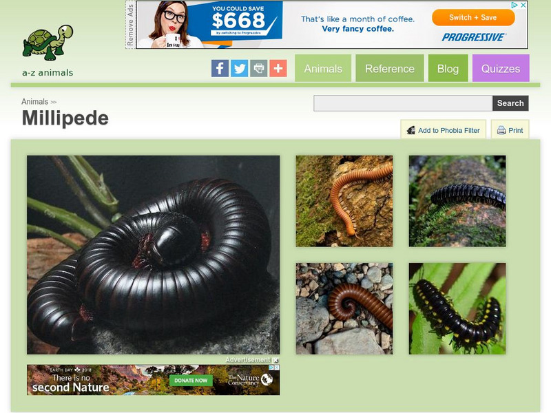 A Z Animals: Animal Facts: Millipede (Diplopoda) Handout A Z Animals: Animal Facts: Millipede (Diplopoda) Handout