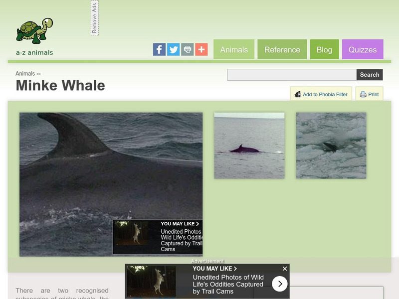A Z Animals: Animal Facts: Minke Whale (Balaenoptera Acutorostrata) Handout A Z Animals: Animal Facts: Minke Whale (Balaenoptera Acutorostrata) Handout