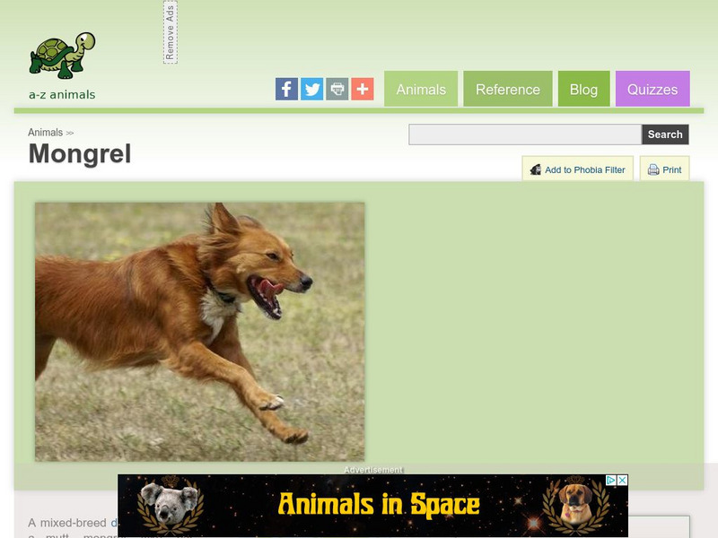 A Z Animals: Animal Facts: Mongrel Handout A Z Animals: Animal Facts: Mongrel Handout