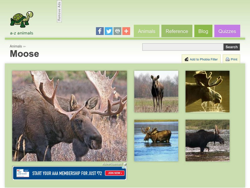 A Z Animals: Animal Facts: Moose (Alces Alces) Handout A Z Animals: Animal Facts: Moose (Alces Alces) Handout