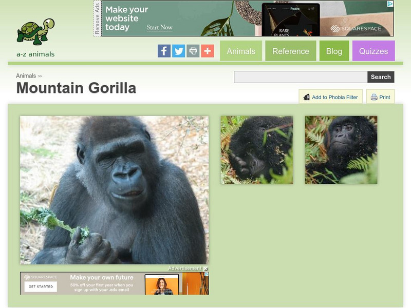 A Z Animals: Animal Facts: Mountain Gorilla (Gorilla Berengei Berengei) Handout A Z Animals: Animal Facts: Mountain Gorilla (Gorilla Berengei Berengei) Handout